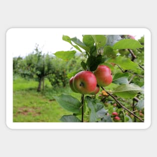 Ripe Red Apples Sticker